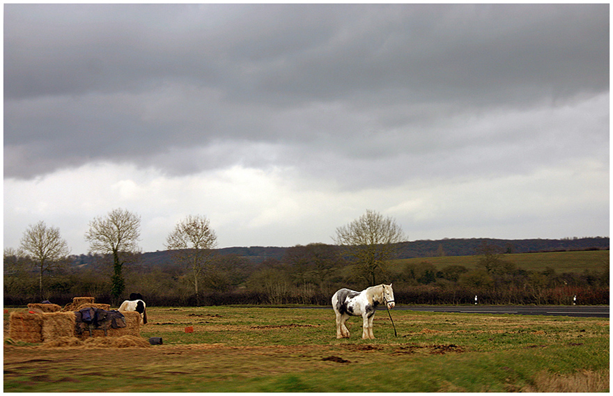 photo "***" tags: landscape, nature, pets/farm animals, лошади