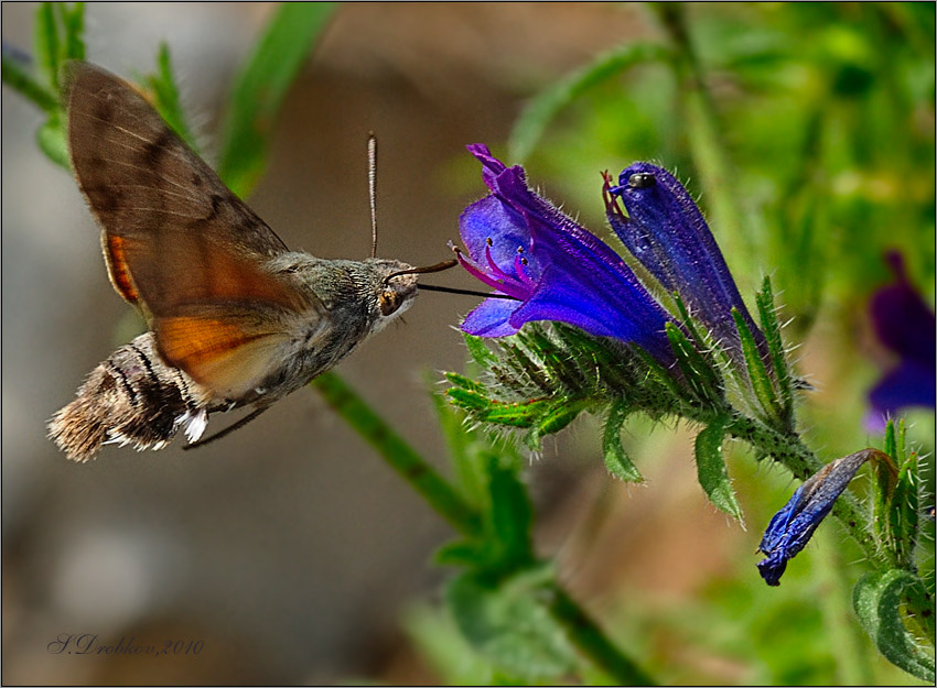 photo "La primavera ha llegado" tags: nature, macro and close-up, insect