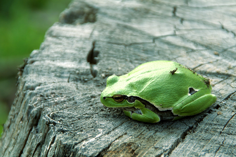 photo "Awakening from hibernation / Пробуждения от зимней спячки" tags: nature, macro and close-up, wild animals