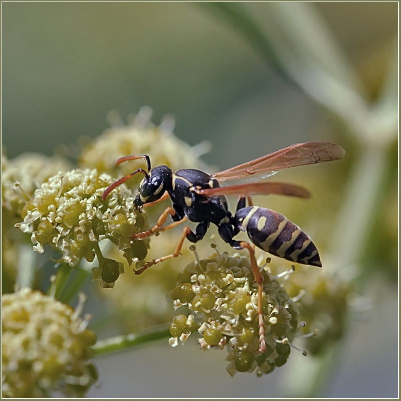 photo "Kiss" tags: nature, insect