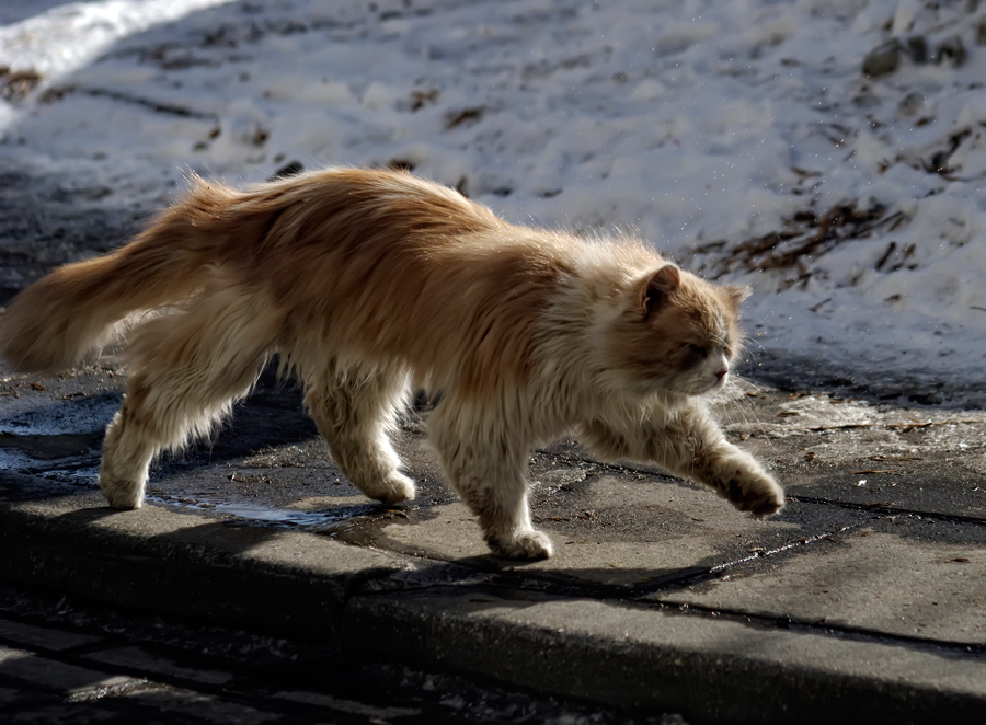 photo "***" tags: nature, pets/farm animals