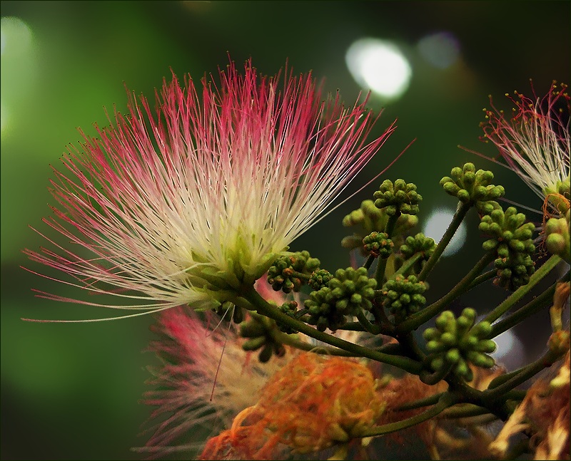 photo "***" tags: nature, flowers