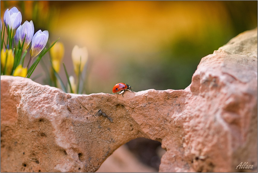 photo "***" tags: landscape, nature, insect, spring