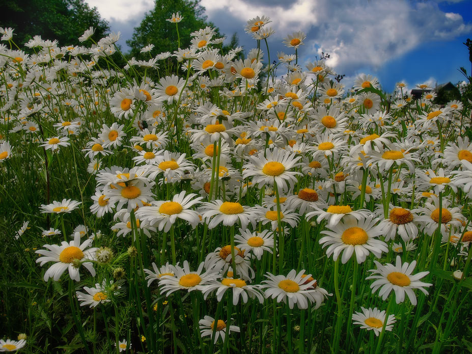 photo "***" tags: nature, landscape, flowers, summer