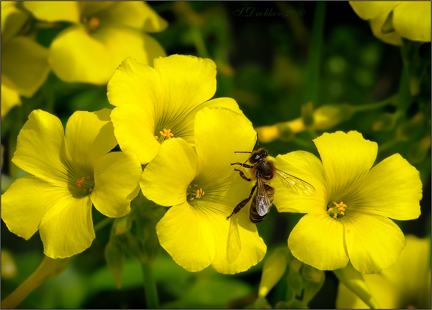 photo "***" tags: nature, macro and close-up, 