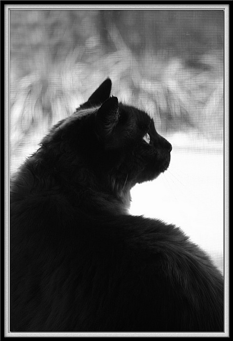 photo "At The Window" tags: nature, black&white, pets/farm animals