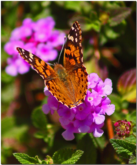 photo "Sign Of Spring" tags: nature, flowers