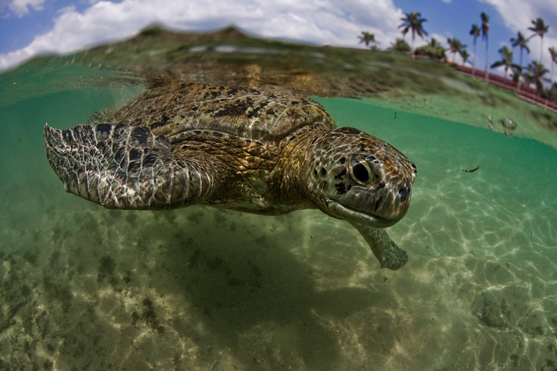 photo "***" tags: underwater, travel, Asia