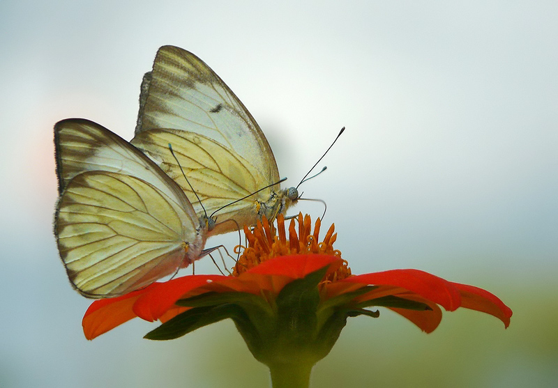 photo "Butterflies" tags: macro and close-up, 
