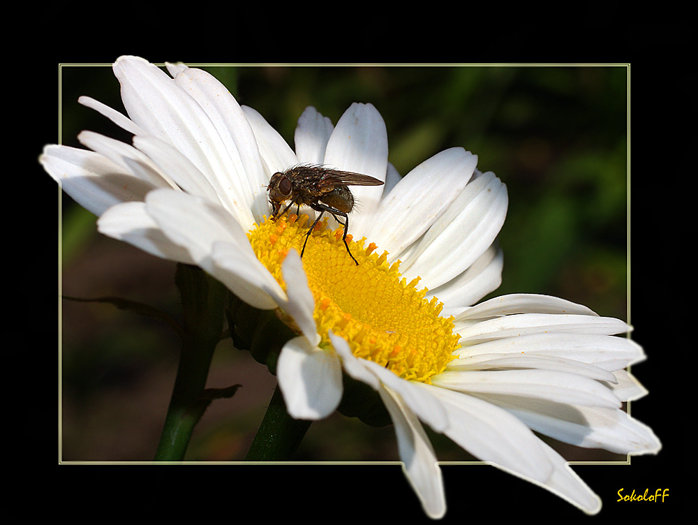 photo "макро муха ромашка насекомые" tags: macro and close-up, nature, insect