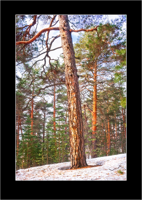 photo "Landscape of one tree-3" tags: landscape, forest