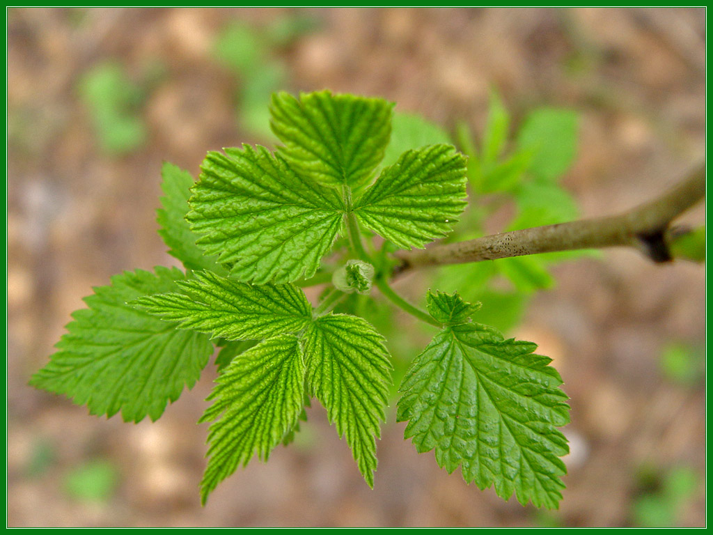 photo "Soon spring" tags: nature, macro and close-up, flowers