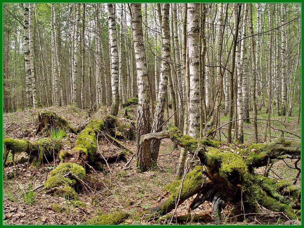 photo "windfall" tags: landscape, forest, spring