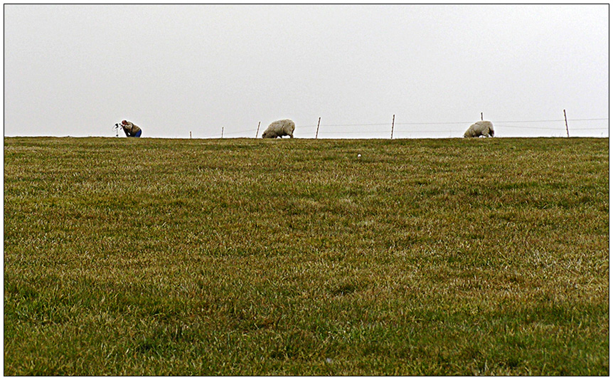 фото "Точка съемки (Раз овца, два овца, ...  фотограф)." метки: жанр, юмор, мужчина, овцы