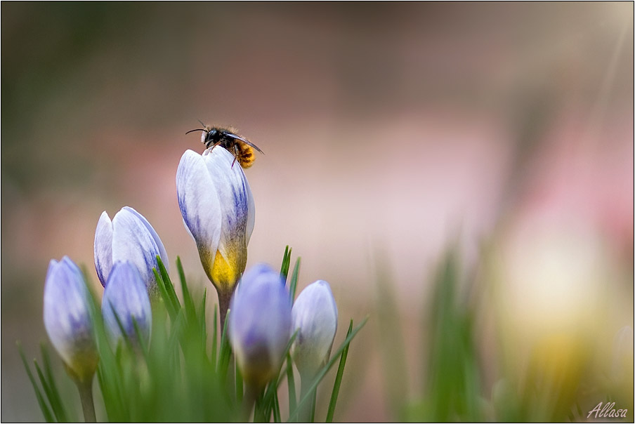 photo "***" tags: landscape, nature, insect, spring