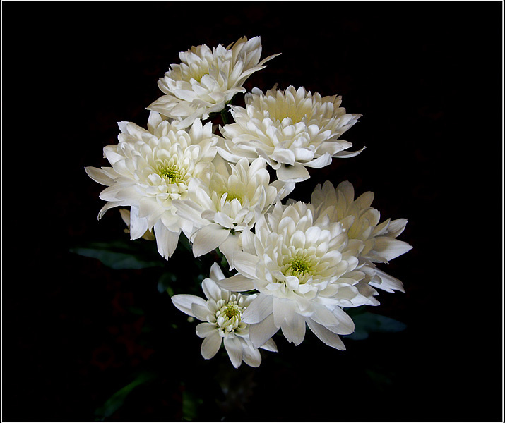 photo "The white chrysanthemum on dark" tags: nature, flowers