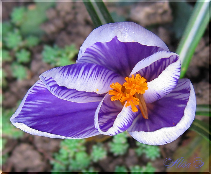 photo "***" tags: nature, flowers