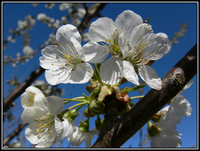 фото "Bloom" метки: природа, цветы