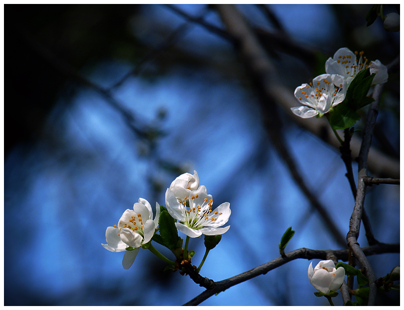 photo "***" tags: nature, flowers