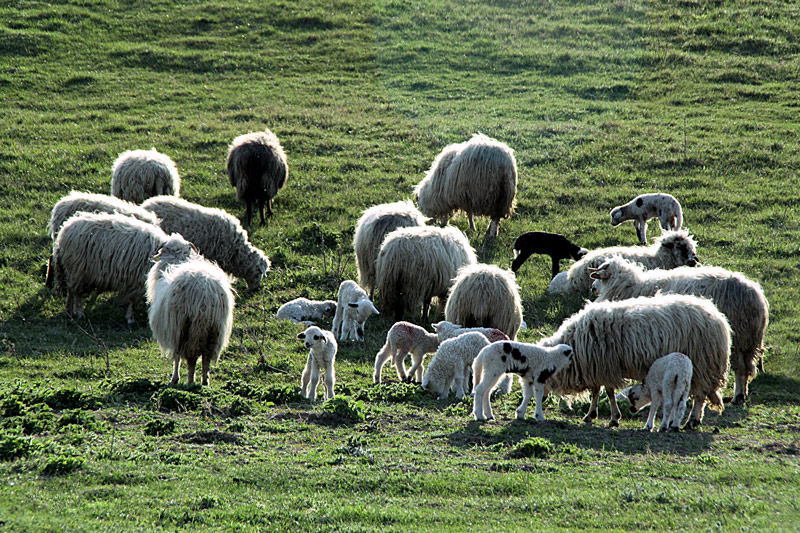 фото "Season lambs / Сезон ягненка" метки: природа, репортаж, домашние животные