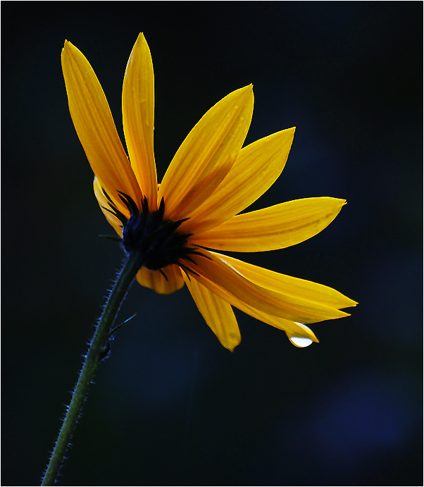 photo "* * *" tags: nature, flowers