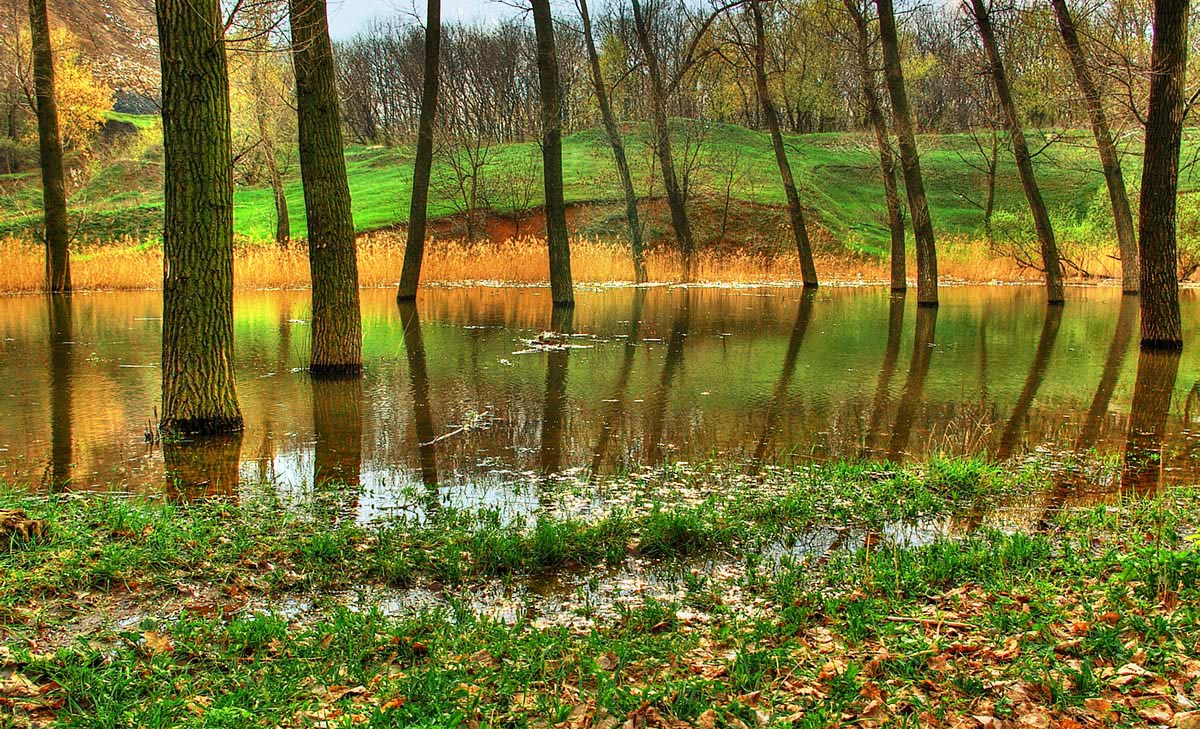 photo "***" tags: landscape, forest, spring