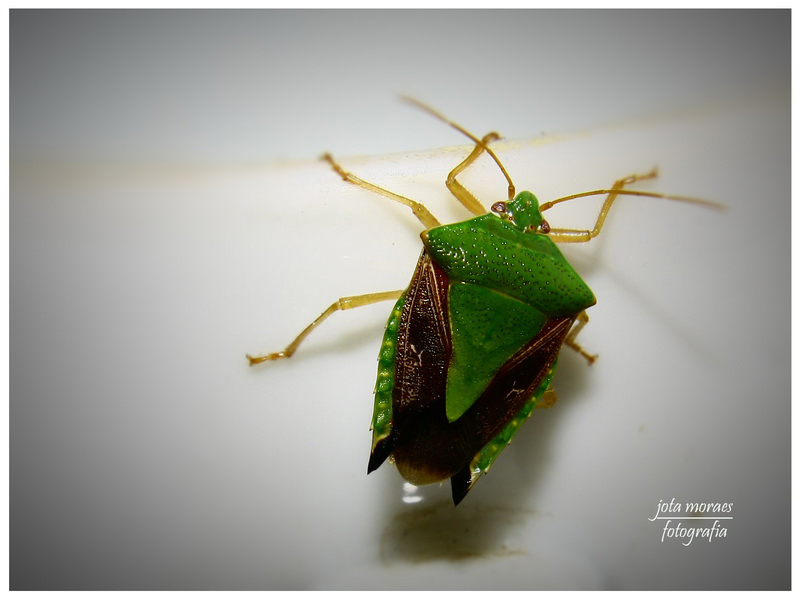 фото "Percevejo na xicara" метки: макро и крупный план, природа, насекомое