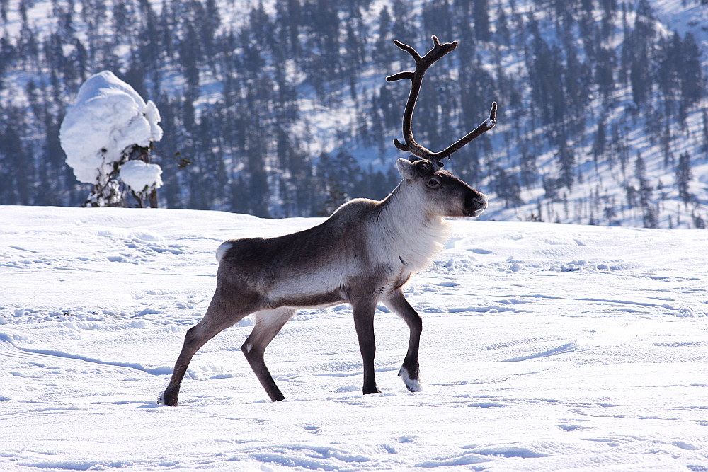 photo "Saariselka - Finland" tags: nature, landscape, wild animals, winter