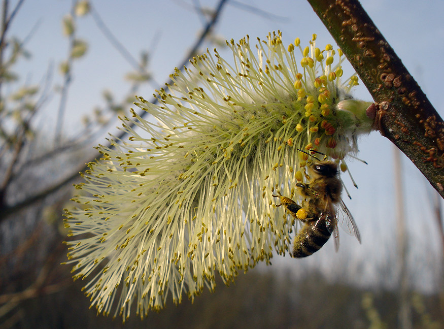 photo "***" tags: macro and close-up, nature, insect