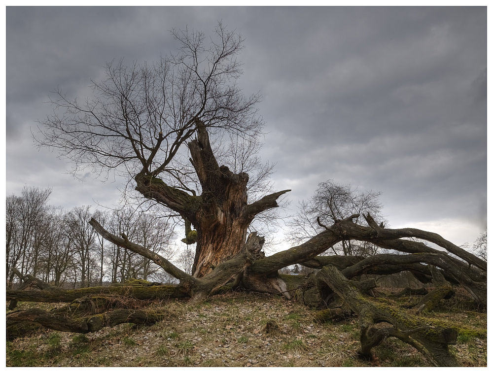 photo "old tree" tags: landscape, forest