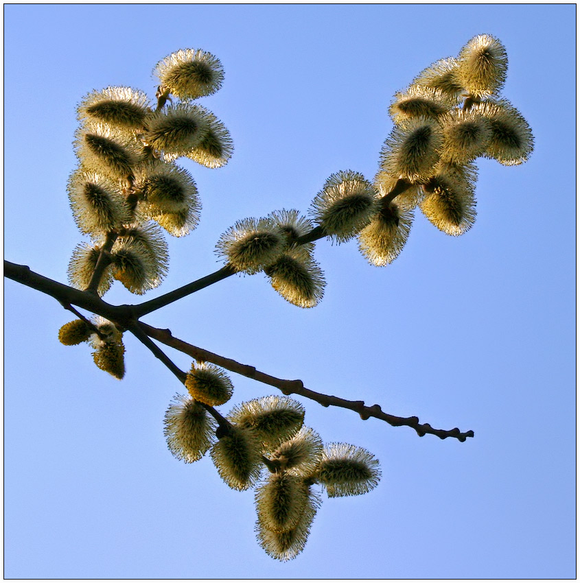 photo "willow" tags: nature, landscape, flowers, spring