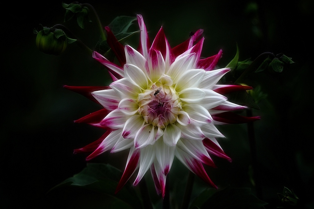 photo "Dahlia" tags: nature, macro and close-up, flowers