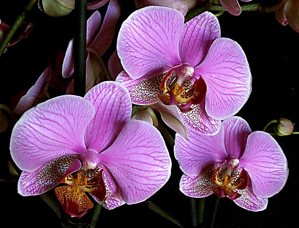 photo "Orchids #3" tags: nature, genre, flowers