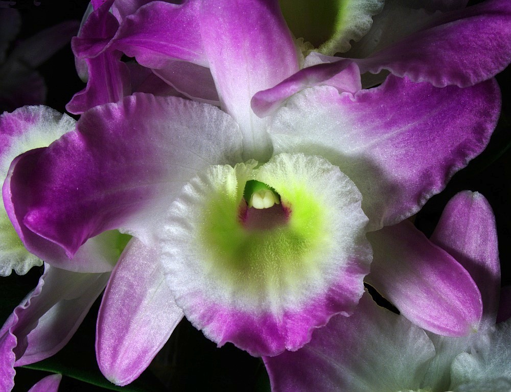 photo "Orchids #7" tags: nature, macro and close-up, flowers