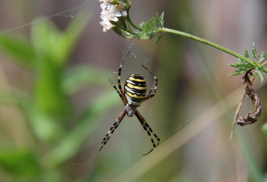 photo "***" tags: macro and close-up, 