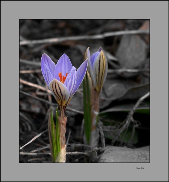 photo "***" tags: nature, flowers