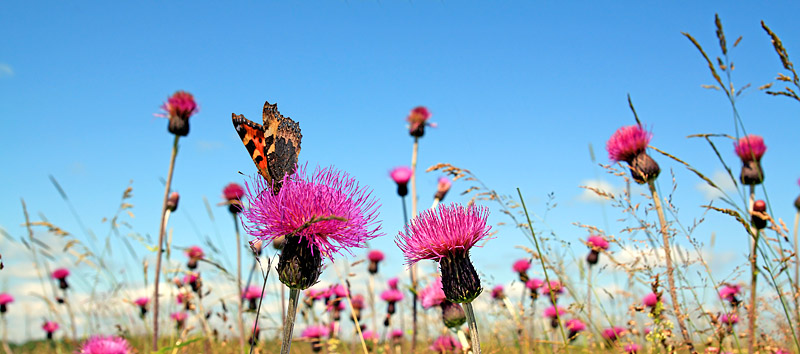 photo "***" tags: nature, insect