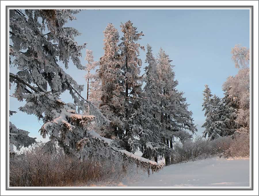 фото "Ели вековые" метки: пейзаж, лес