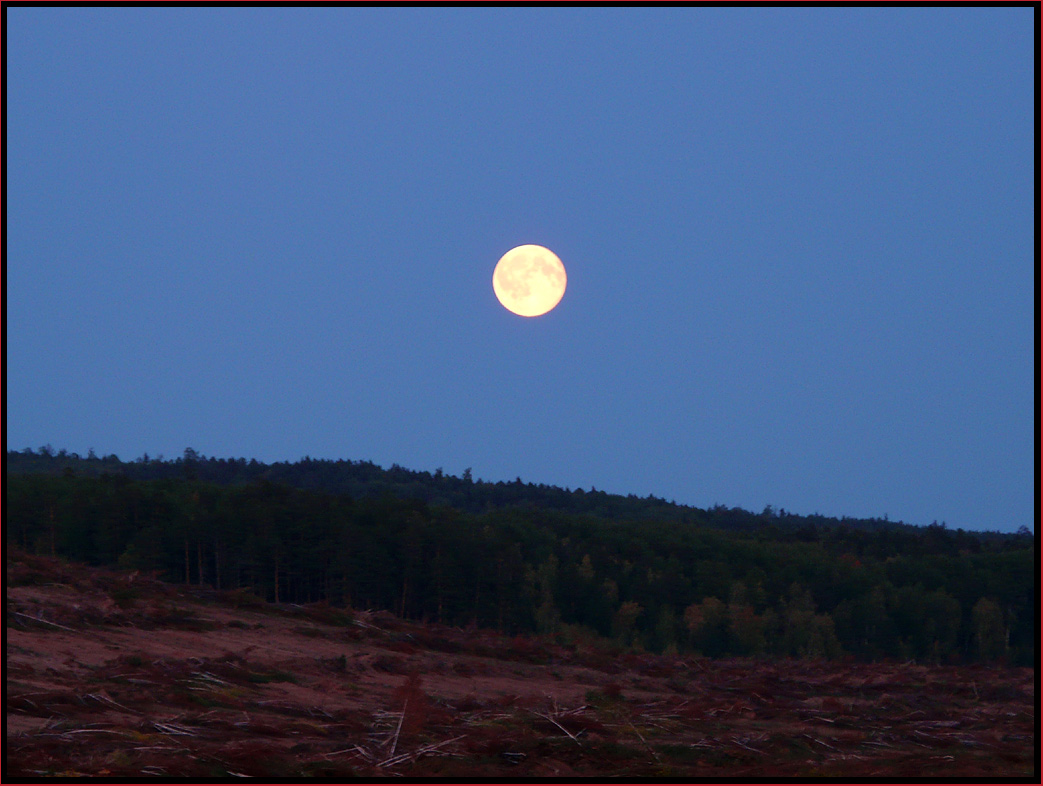 photo "battlefield" tags: landscape, forest, night