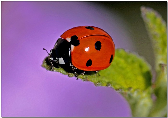 photo "Bug Off" tags: nature, macro and close-up, insect