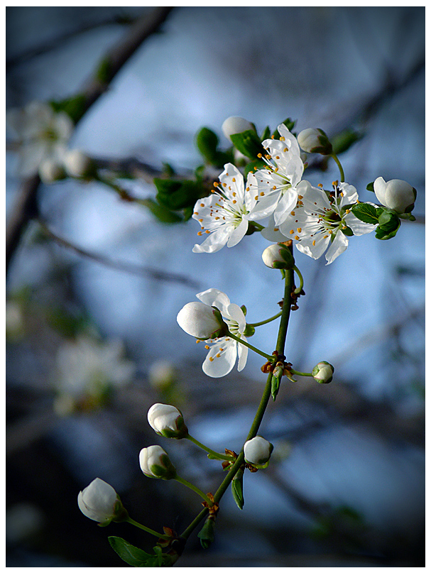 photo "***" tags: nature, flowers