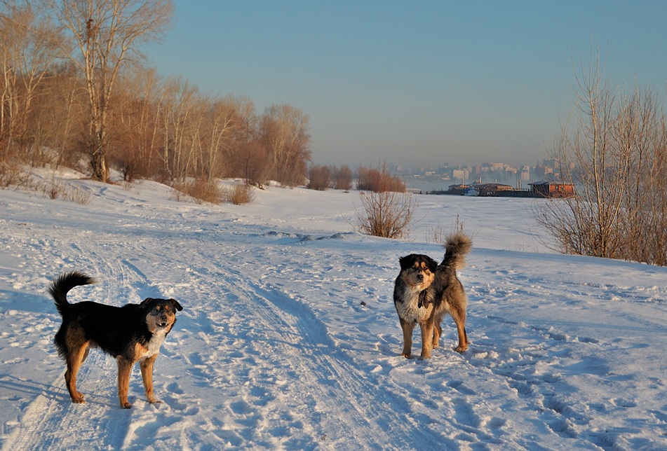 photo "***" tags: landscape, nature, pets/farm animals, winter