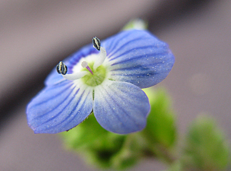 photo "***" tags: macro and close-up, nature, flowers