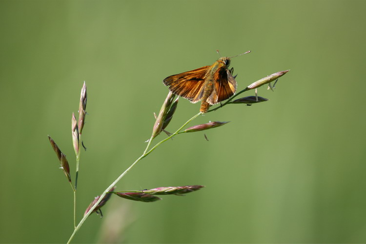 photo "***" tags: nature, insect