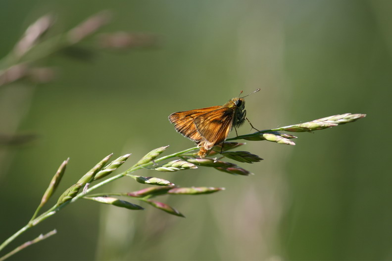 photo "***" tags: nature, insect