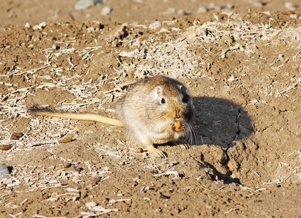 photo "***" tags: nature, wild animals