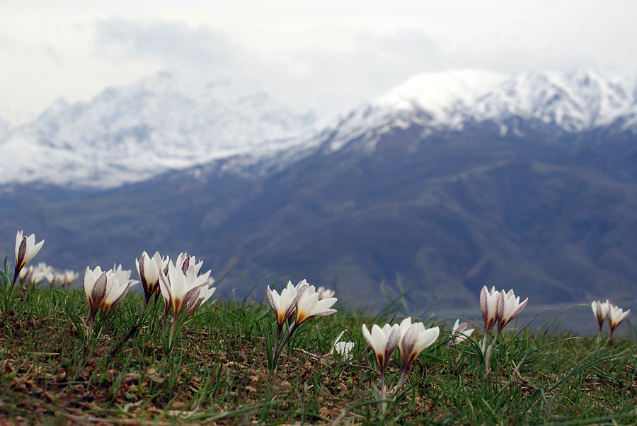 photo "Crocus Alatavicus" tags: landscape, mountains, winter