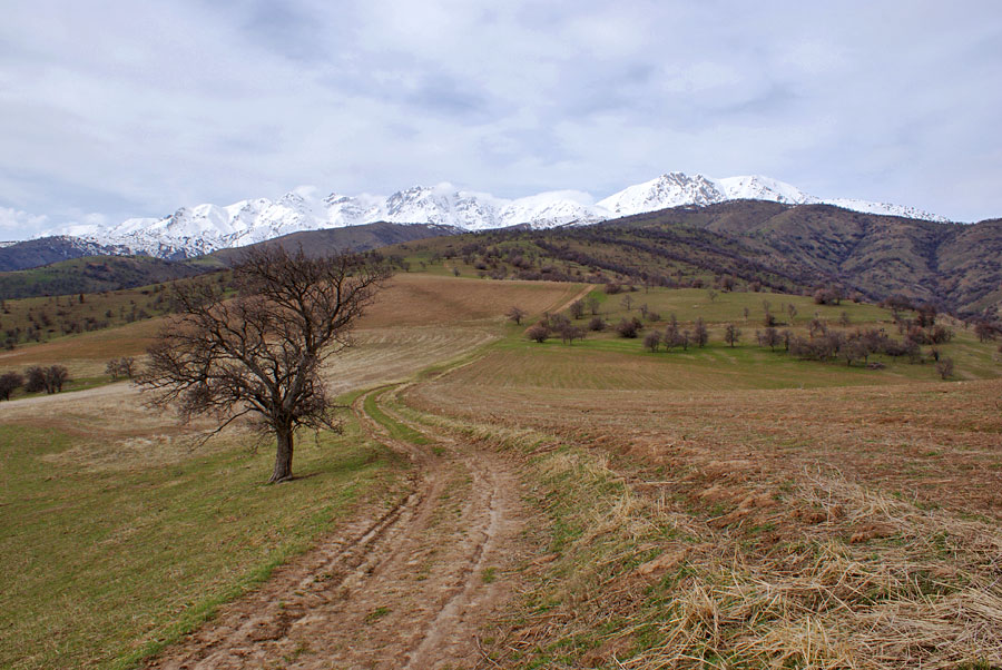 фото "Полевая дорога" метки: пейзаж, весна, горы