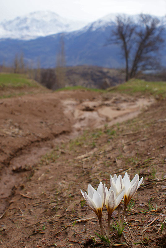 photo "***" tags: landscape, mountains, spring