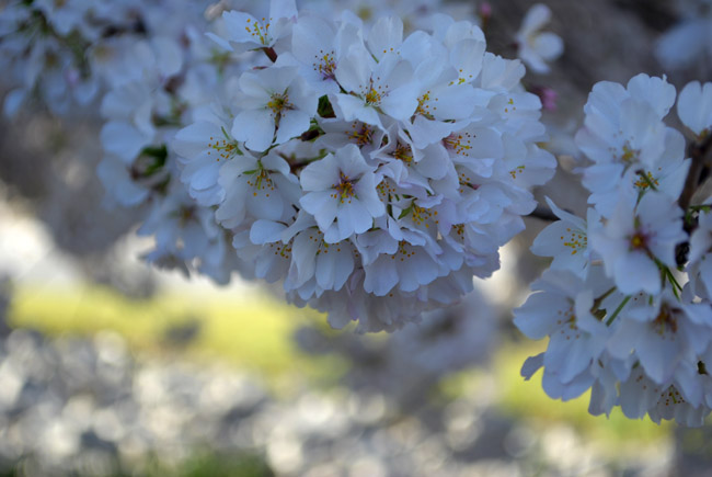 photo "Sakura..." tags: nature, flowers